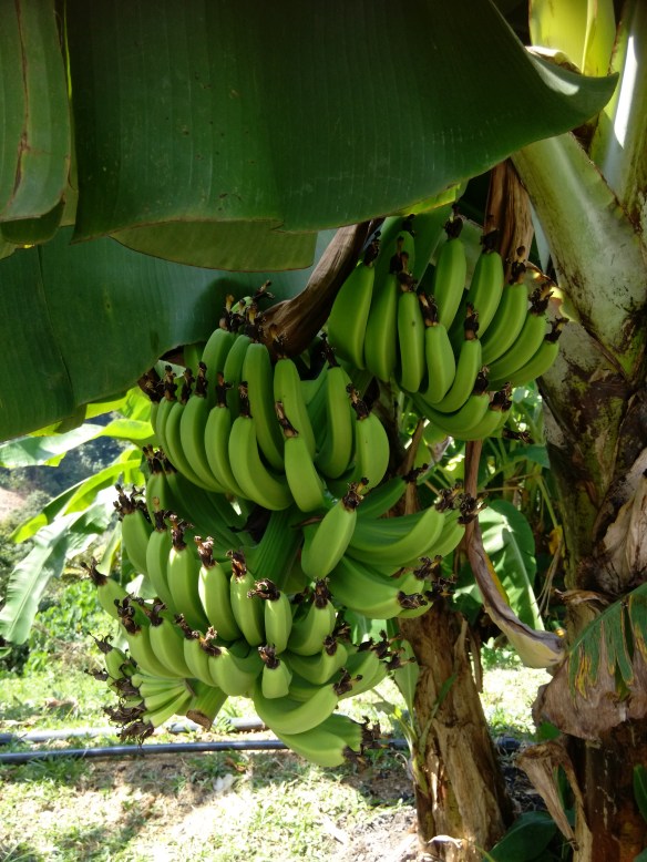 2016-01-08 14.51.27-1